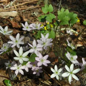 Sharped Lobed Hepatica